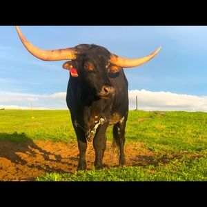 Meet your Posher, Lesli